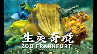 【生灵奇境】蔚蓝之洲·Zoo Frankfurt 贰·海水篇