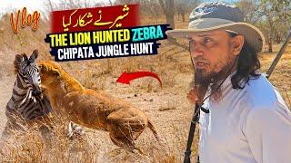 Lion Hunting A Zebra in Africa Chipata Jungle - Mufti Tariq Masood Vlogs