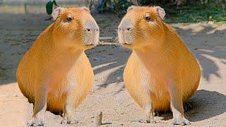 The Capybara Song Official Music Video 