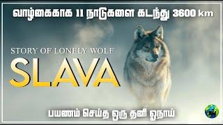 Slava | Story of lonely wolf | Tamil | Wolf story | Documentary | Golden eyes slava | BioWorld | BW