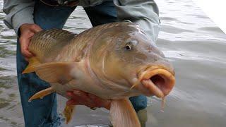 Carp fishing from shore using corn