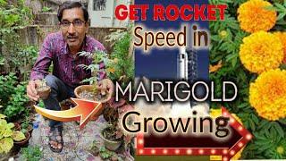 How to get Rocket Speed in Marigold Plants Growth  // Fastest growing method of Marigolds