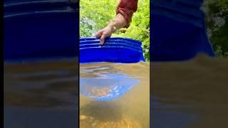 Gold Panning Flood Gold with the Gold Claw Pan