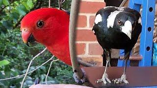 MAGPIE IN MY GYM | Part 5 | King parrot and cheeky chicken!