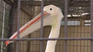 モモイロペリカン (池田動物園) 2019年2月26日