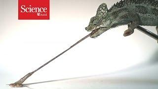 Tiniest chameleons have fastest tongues