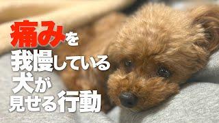 愛犬が痛みを感じている時に見せる仕草　痛みを我慢している行動