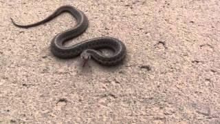 Garter Snake Catch