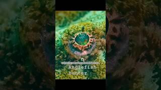 Underwater Hunting ANGLEFISH TROPICS #Wildlife #sea #Shorts