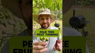 Thin your pear trees this way #fruittrees #shorts #fruittrees #fruittree #pear #gardening #fruit