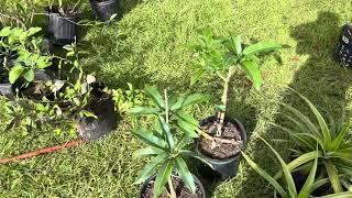 Buying tropical fruit trees in Central Florida