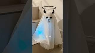 Low budget Halloween ghostHallocatFunny cute animal videos #shorts #funnyanimals #funnycatvideos