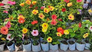 Pune & Bangalore Variety Hibiscus Plants With Other Flower Plants At Galiff Street Flower Plant Haat