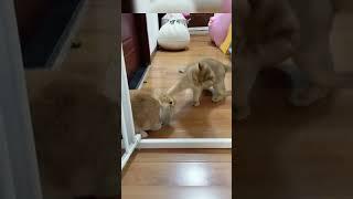 Cat and rabbit #music #cat #kittenmusic #funny #kittymusic #pets #catmusic #cute #musiccat