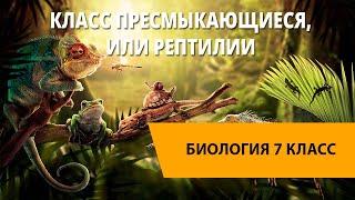 Класс Пресмыкающиеся, или Рептилии