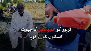 Myth of red injection: watermelon farmers suffer losses | Loksujag