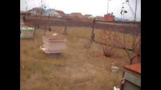    пенополистирольные ульи совет из практики начинающего пчеловода