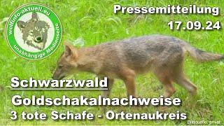 Wolfinfo Aktuell Pressemitteilung: Goldschakalnachweise und 3 tote Schafe im Ortenaukreis