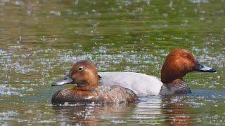 Polák velký (Aythya ferina),Tafelente,Common pochard