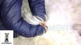 Mango worm lost respect for dog's beautiful coat. ..drills through the skin!  infestação de larvas