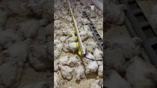 Работа 24/7/365 #деревня #chiken #broiler #russianvillage #каквыраститьбройлера