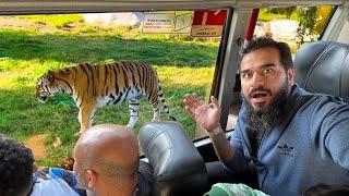 Wild safari me itne tigers agae  best experience