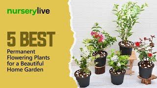 Flower gardens| 5 Best permanent flowering plants for a beautiful home garden| nurserylive