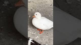 Cute Duckling  Funniest Baby Ducks Videos Compilation 2024