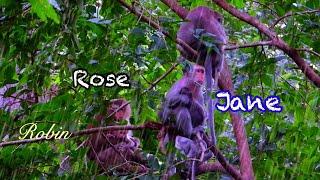 Rose vs Jane..!! When it rains, the mother monkey takes her baby under the shade of a tree