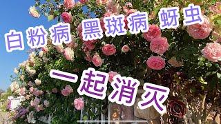 （园艺篇5）月季 玫瑰 的春季养护 第一集 原来#防治蚜虫 和#白粉病 可以双管齐下