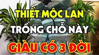 Nên Trồng Cây Thiết Mộc Lan Ở Đâu Để GÁNH TIỀN VÀO NHÀ Đếm Không Xuể, Giàu Sang 3 Đời