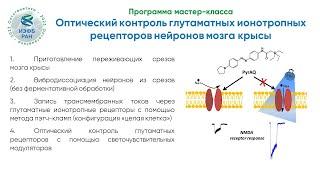 Мастер-класс "Оптический контроль глутаматных ионотропных рецепторов нейронов мозга крысы"