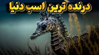 اسب دریایی درنده ترین موجود آبهای زمین