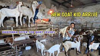 Arbaz goat farm kids for sale !!9930970384 #bakramandi #goatlovers #areycolony