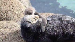 Momma Sea Otter Grooms Baby Otter