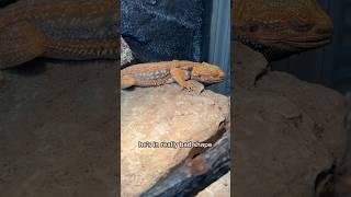 My Bearded Dragon Is Dying