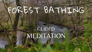 Forest Bathing | 5 Minute Guided Meditation for Anxiety Relief