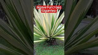 Landscaping Plants Ideas - Agave / Furcraea Gigantea