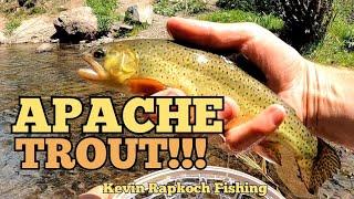 Fishing Small ARIZONA Creeks for the Incredibly RARE APACHE TROUT!