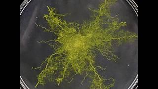 TUTORIAL Slime Mold