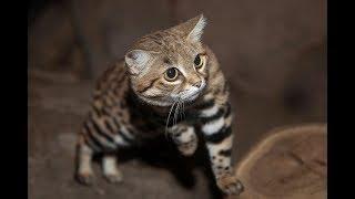 Black-Footed Cats Hunt and Play