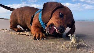 Funniest & Cutest Dachshund Puppies Super Cut