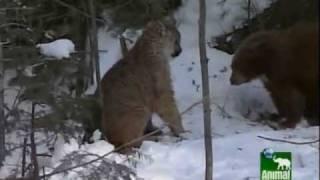 Cougar versus Bear