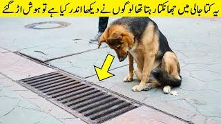 لوگوں نے جالی کھولی تو یقین نہ آیا Dog Looked In Drain Daily People Could Not Believe When Opened