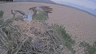 The moment White YW arrives back 24 March 2024 for his 10th summer at Foulshaw Moss Nature Reserve.