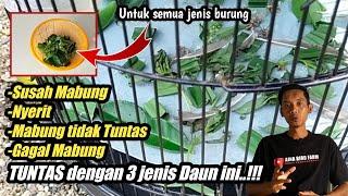 Khasiat tak terduga 3 jenis daun ini Mampu merontokan bulu burung TOTAL