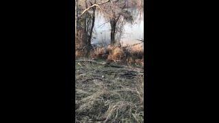 Viewer-Submitted Video of Hewitt Drive Beaver