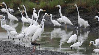 Egret Extravaganza | Amazing Egret Feeding Flock