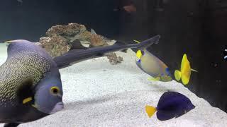 Adult queen and French angel fish