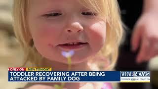 Toddler recovering after being attacked by family dog
